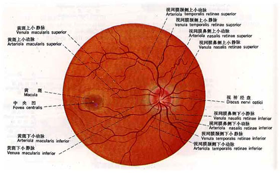 广东野光源视力保健研究院、视力保健、视力保健技术、视力科普、视力保健研究院、国民视力健康、眼视光学、环境光源